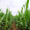 Neue Veröffentlichung: Peter, M. (2020): Auch beim Maisanbau das Grundwasser schonen