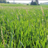 Wissen &amp; Praxis-Tipp: Ungrasmanagement im Getreide