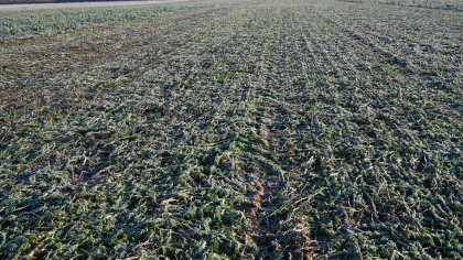 Wissen & Praxis-Tipp: Absterben von Zwischenfrüchten unterstützen (13.01.2025)