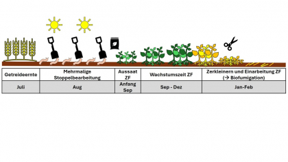 Wissen & Praxis-Tipp: Fördern Zwischenfrüchte den Drahtwurmbesatz?